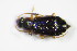  ( - GBOL_Col_FK_3307)  @12 [ ] CreativeCommons - Attribution Non-Commercial Share-Alike (2015) Unspecified SNSB, Zoologische Staatssammlung Muenchen