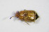  ( - GBOL_Col_FK_3308)  @12 [ ] CreativeCommons - Attribution Non-Commercial Share-Alike (2015) Unspecified SNSB, Zoologische Staatssammlung Muenchen