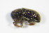  (Hylastinus obscurus - GBOL_Col_FK_3316)  @13 [ ] CreativeCommons - Attribution Non-Commercial Share-Alike (2015) Unspecified SNSB, Zoologische Staatssammlung Muenchen