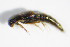  (Sepedophilus obtusus - GBOL_Col_FK_3330)  @13 [ ] CreativeCommons - Attribution Non-Commercial Share-Alike (2015) Unspecified SNSB, Zoologische Staatssammlung Muenchen