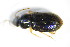  ( - GBOL_Col_FK_3340)  @13 [ ] CreativeCommons - Attribution Non-Commercial Share-Alike (2015) Unspecified SNSB, Zoologische Staatssammlung Muenchen