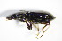  ( - GBOL_Col_FK_3341)  @13 [ ] CreativeCommons - Attribution Non-Commercial Share-Alike (2015) Unspecified SNSB, Zoologische Staatssammlung Muenchen
