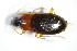  ( - GBOL_Col_FK_3351)  @13 [ ] CreativeCommons - Attribution Non-Commercial Share-Alike (2015) Unspecified SNSB, Zoologische Staatssammlung Muenchen