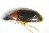  ( - GBOL_Col_FK_3352)  @12 [ ] CreativeCommons - Attribution Non-Commercial Share-Alike (2015) Unspecified SNSB, Zoologische Staatssammlung Muenchen