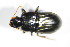  ( - GBOL_Col_FK_3358)  @13 [ ] CreativeCommons - Attribution Non-Commercial Share-Alike (2015) Unspecified SNSB, Zoologische Staatssammlung Muenchen
