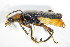  (Cantharis rustica - GBOL_Col_FK_3379)  @13 [ ] CreativeCommons - Attribution Non-Commercial Share-Alike (2015) Unspecified SNSB, Zoologische Staatssammlung Muenchen