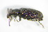  ( - GBOL_Col_FK_3387)  @13 [ ] CreativeCommons - Attribution Non-Commercial Share-Alike (2015) Unspecified SNSB, Zoologische Staatssammlung Muenchen