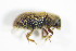  (Kissophagus - GBOL_Col_FK_3392)  @12 [ ] CreativeCommons - Attribution Non-Commercial Share-Alike (2015) Unspecified SNSB, Zoologische Staatssammlung Muenchen
