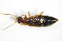  ( - GBOL_Col_FK_3396)  @12 [ ] CreativeCommons - Attribution Non-Commercial Share-Alike (2015) Unspecified SNSB, Zoologische Staatssammlung Muenchen