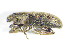  ( - GBOL_Col_FK_3398)  @11 [ ] CreativeCommons - Attribution Non-Commercial Share-Alike (2015) Unspecified SNSB, Zoologische Staatssammlung Muenchen