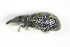  ( - GBOL_Col_FK_3403)  @12 [ ] CreativeCommons - Attribution Non-Commercial Share-Alike (2015) Unspecified SNSB, Zoologische Staatssammlung Muenchen