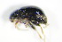  ( - GBOL_Col_FK_3407)  @11 [ ] CreativeCommons - Attribution Non-Commercial Share-Alike (2015) Unspecified SNSB, Zoologische Staatssammlung Muenchen