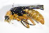  ( - GBOL_Col_FK_3418)  @13 [ ] CreativeCommons - Attribution Non-Commercial Share-Alike (2015) Unspecified SNSB, Zoologische Staatssammlung Muenchen