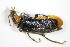  ( - GBOL_Col_FK_3419)  @13 [ ] CreativeCommons - Attribution Non-Commercial Share-Alike (2015) Unspecified SNSB, Zoologische Staatssammlung Muenchen
