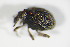  ( - GBOL_Col_FK_3713)  @12 [ ] CreativeCommons - Attribution Non-Commercial Share-Alike (2015) Unspecified SNSB, Zoologische Staatssammlung Muenchen