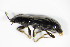  ( - GBOL_Col_FK_3741)  @11 [ ] CreativeCommons - Attribution Non-Commercial Share-Alike (2015) Unspecified SNSB, Zoologische Staatssammlung Muenchen