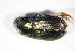  ( - GBOL_Col_FK_3744)  @11 [ ] CreativeCommons - Attribution Non-Commercial Share-Alike (2015) Unspecified SNSB, Zoologische Staatssammlung Muenchen