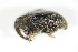  ( - GBOL_Col_FK_3745)  @11 [ ] CreativeCommons - Attribution Non-Commercial Share-Alike (2015) Unspecified SNSB, Zoologische Staatssammlung Muenchen