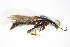  ( - GBOL_Col_FK_3750)  @12 [ ] CreativeCommons - Attribution Non-Commercial Share-Alike (2015) Unspecified SNSB, Zoologische Staatssammlung Muenchen