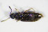  ( - GBOL_Col_FK_3756)  @12 [ ] CreativeCommons - Attribution Non-Commercial Share-Alike (2015) Unspecified SNSB, Zoologische Staatssammlung Muenchen
