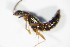  ( - GBOL_Col_FK_3762)  @13 [ ] CreativeCommons - Attribution Non-Commercial Share-Alike (2015) Unspecified SNSB, Zoologische Staatssammlung Muenchen