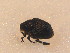  ( - BCZSM_COLA_01236)  @11 [ ] CreativeCommons - Attribution Non-Commercial Share-Alike (2015) Unspecified SNSB, Zoologische Staatssammlung Muenchen