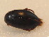  ( - BCZSM_COLA_01241)  @11 [ ] CreativeCommons - Attribution Non-Commercial Share-Alike (2015) Unspecified SNSB, Zoologische Staatssammlung Muenchen