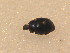  (Ilybius sp - BCZSM_COLA_01245)  @11 [ ] CreativeCommons - Attribution Non-Commercial Share-Alike (2015) Unspecified SNSB, Zoologische Staatssammlung Muenchen