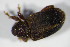  ( - GBOL00798)  @11 [ ] CreativeCommons - Attribution Non-Commercial Share-Alike (2015) Unspecified SNSB, Zoologische Staatssammlung Muenchen