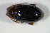  ( - GBOL00799)  @11 [ ] CreativeCommons - Attribution Non-Commercial Share-Alike (2015) Unspecified SNSB, Zoologische Staatssammlung Muenchen
