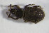 ( - GBOL00848)  @11 [ ] CreativeCommons - Attribution Non-Commercial Share-Alike (2015) Unspecified SNSB, Zoologische Staatssammlung Muenchen