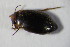  ( - GBOL00959)  @11 [ ] CreativeCommons - Attribution Non-Commercial Share-Alike (2015) Unspecified SNSB, Zoologische Staatssammlung Muenchen