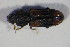  ( - GBOL01013)  @13 [ ] CreativeCommons - Attribution Non-Commercial Share-Alike (2015) Unspecified SNSB, Zoologische Staatssammlung Muenchen