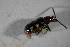  ( - GBOL01723)  @11 [ ] CreativeCommons - Attribution Non-Commercial Share-Alike (2015) Unspecified SNSB, Zoologische Staatssammlung Muenchen