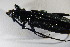  ( - GBOL01728)  @12 [ ] CreativeCommons - Attribution Non-Commercial Share-Alike (2015) Unspecified SNSB, Zoologische Staatssammlung Muenchen