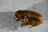  ( - GBOL01763)  @13 [ ] CreativeCommons - Attribution Non-Commercial Share-Alike (2015) Unspecified SNSB, Zoologische Staatssammlung Muenchen