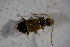 ( - GBOL01769)  @13 [ ] CreativeCommons - Attribution Non-Commercial Share-Alike (2015) Unspecified SNSB, Zoologische Staatssammlung Muenchen