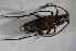  ( - GBOL01770)  @13 [ ] CreativeCommons - Attribution Non-Commercial Share-Alike (2015) Unspecified SNSB, Zoologische Staatssammlung Muenchen
