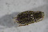  (Pseudomyllocerus - GBOL01785)  @13 [ ] CreativeCommons - Attribution Non-Commercial Share-Alike (2015) Unspecified SNSB, Zoologische Staatssammlung Muenchen