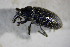  ( - GBOL01797)  @13 [ ] CreativeCommons - Attribution Non-Commercial Share-Alike (2015) Unspecified SNSB, Zoologische Staatssammlung Muenchen