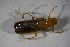 (Rhagonycha translucida - GBOL01845)  @13 [ ] CreativeCommons - Attribution Non-Commercial Share-Alike (2015) Unspecified SNSB, Zoologische Staatssammlung Muenchen