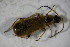  (Rhagonycha limbata - GBOL01859)  @13 [ ] CreativeCommons - Attribution Non-Commercial Share-Alike (2015) Unspecified SNSB, Zoologische Staatssammlung Muenchen