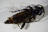  ( - GBOL01887)  @12 [ ] CreativeCommons - Attribution Non-Commercial Share-Alike (2015) Unspecified SNSB, Zoologische Staatssammlung Muenchen