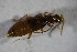  ( - GBOL02081)  @12 [ ] CreativeCommons - Attribution Non-Commercial Share-Alike (2015) Unspecified SNSB, Zoologische Staatssammlung Muenchen
