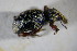  (Otiorhynchus squamosus - GBOL02093)  @13 [ ] CreativeCommons - Attribution Non-Commercial Share-Alike (2015) Unspecified SNSB, Zoologische Staatssammlung Muenchen