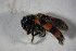 (Trichodes spZSMnoBIN2 - GBOL02114)  @11 [ ] CreativeCommons - Attribution Non-Commercial Share-Alike (2015) Unspecified SNSB, Zoologische Staatssammlung Muenchen