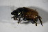  (Scarabaeidae_gen spACI8166 - GBOL02115)  @12 [ ] CreativeCommons - Attribution Non-Commercial Share-Alike (2015) Unspecified SNSB, Zoologische Staatssammlung Muenchen