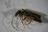  ( - GBOL02125)  @12 [ ] CreativeCommons - Attribution Non-Commercial Share-Alike (2015) Unspecified SNSB, Zoologische Staatssammlung Muenchen