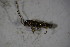 (Malthinus frontalis - GBOL02128)  @13 [ ] CreativeCommons - Attribution Non-Commercial Share-Alike (2015) Unspecified SNSB, Zoologische Staatssammlung Muenchen