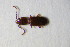 ( - GBOL02509)  @12 [ ] CreativeCommons - Attribution Non-Commercial Share-Alike (2015) Unspecified SNSB, Zoologische Staatssammlung Muenchen